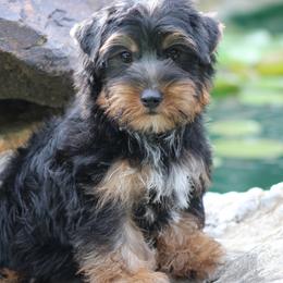 Gavin - Black and tan male Yorkshire Terrier puppy in Hughesville, Missouri from Puppykiss4u