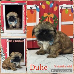 Edward - Black gold and white male Shih Tzu puppy in Beatrice, Nebraska from I Shih Tzu Not Puppies