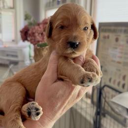 Dopey- Green - Red  male Goldendoodle puppy in Bay City, Texas from Charming Doods Goldendoodles