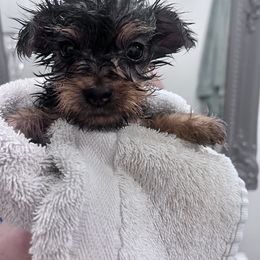 Yorkshire Terrier Puppies from Yorkietopia