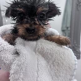 Yorkshire Terrier Puppies from Yorkietopia