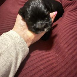Nesta - Black white and tan female Cocker Spaniel puppy in Bliss, New York from AK Another Shot Kennel