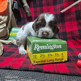 Cocoa - Liver white and tan female English Springer Spaniel puppy in Saginaw, Michigan from Kemerer Springers