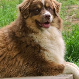 Skipper - Australian Shepherd