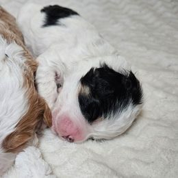 Clove - Black and white female Bernedoodle puppy in Granton, Wisconsin from Rose River Farms