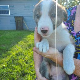 Darcie- Pink Collar - Brindle female Border Collie puppy in Chester, Vermont from Countryside Border Collies