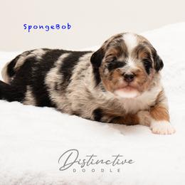 SpongeBob - Blue merle male Aussiedoodle puppy in Kennesaw, Georgia from Distinctive Doodle