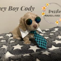 Grey boy - Cream male Dachshund puppy in Kissimmee, Florida from Dazzling Frenchies and Doxies