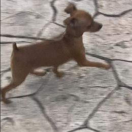 Miniature Pinscher Puppies from Marlex Min Pins