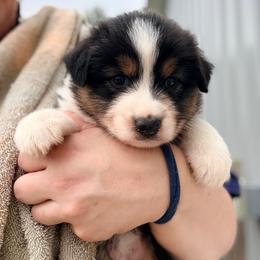 Fred - Black tri-color male Australian Shepherd puppy in Ashland, Ohio from SS Australian Shepherds
