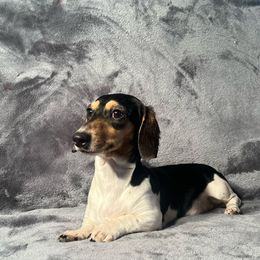 Sweetie Pie - Dachshund