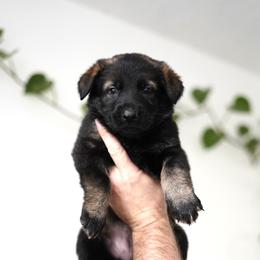 Saga - Sable female German Shepherd puppy in Coarsegold, California from Yosemite Shepherds