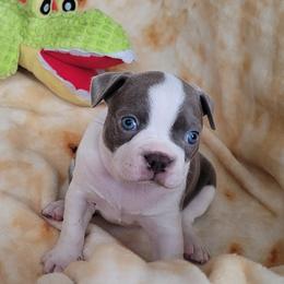 Boston Terriers from Mei's Boston Terriers