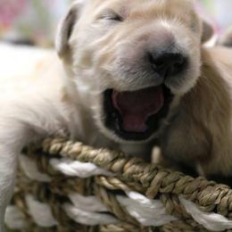Golden Retriever Puppies from Golden Meadows of Utah