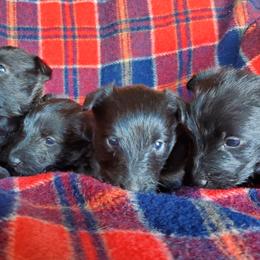 Scottish Terriers from Kimball Kennels