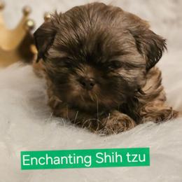 AKC, LIVER, Tank - Liver male Shih Tzu puppy in Dexter, Kentucky from Enchanting Shih tzu