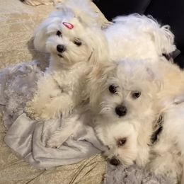 Maltese from Zairrah Geyrozaga's Maltese