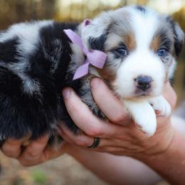 Bliss - Blue merle female Australian Shepherd puppy in Georgetown, Texas from River Reign Australian Shepherds