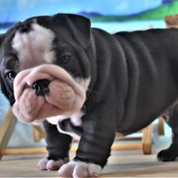 Bulldog Puppies from Dampier Bulldogs Mo