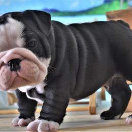 Bulldog Puppies from Dampier Bulldogs Mo