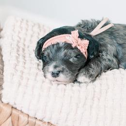 Bernedoodle and Goldendoodle Puppies from Hommel’s Mini Darling Doodles
