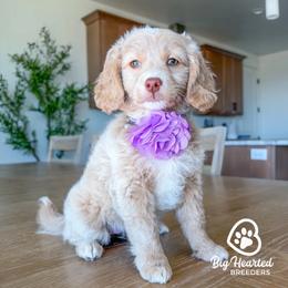Rogue - White female Companion Cross puppy in Utah County, Utah from Big Hearted Breeders
