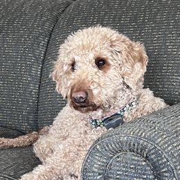 Reba - Labradoodle