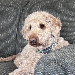 Reba - Labradoodle