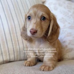 Aegon - Cream male Dachshund puppy in Cape Coral, Florida from Dear Dachshunds