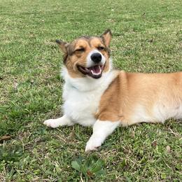 Pembroke Welsh Corgis from DandyLyons Corgis