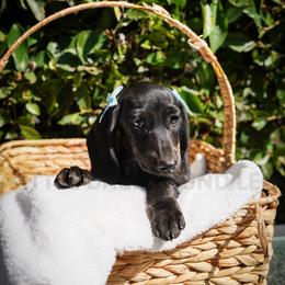 Onyx - Black female Dachshund puppy in Temecula, California from Naomi Magee's Dachshund Kennel