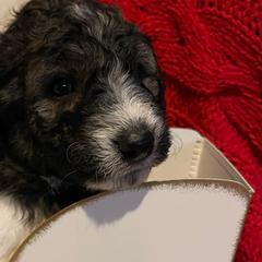 Blue Boy - Pyredoodle puppy from Kiki’s Farm