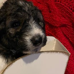 Blue Boy - Pyredoodle puppy from Kiki’s Farm
