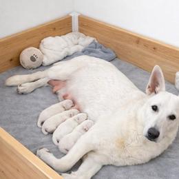 W-3 - White male German Shepherd puppy in Yuba City, California from Barton’s German Shepherds