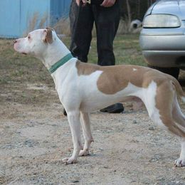 American Pit Bull Terrier All Grown Up from Steel Ridge APBTs