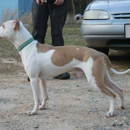 American Pit Bull Terrier All Grown Up from Steel Ridge APBTs