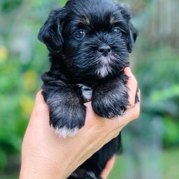 Lhasa Apso Puppies from Florida Lhasa Apso