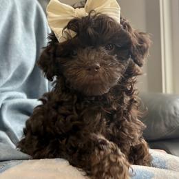 Noelle - Chocolate female Goldendoodle puppy in Berlin, Ohio from Doodle Babys