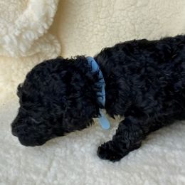 Poodle Puppies from Rosegold Poodles