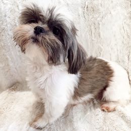 Olive - Shih Tzu
