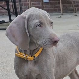 Yellow collar - Gray female Weimaraner puppy in Glen Rock, Pennsylvania from Mavericks Night Weimaraners