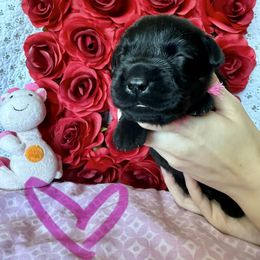 Labrador Retriever Puppies from Lonestar Labradors C&E