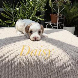 Cavapoo Puppies from Loyal Paws 4 Life
