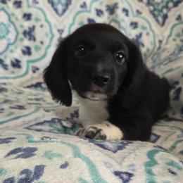 Moose aka Oreo - Piebald male Dachshund puppy in Cowen, West Virginia from Bennett Babies