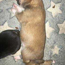 Josephine - Red female Shiba Inu puppy in Nashua, New Hampshire from My Beloved Shiba LLC