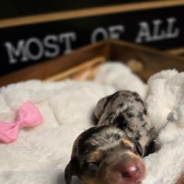 Cloe - Dapple female Dachshund puppy in Upland, California from The Puppy Cottage