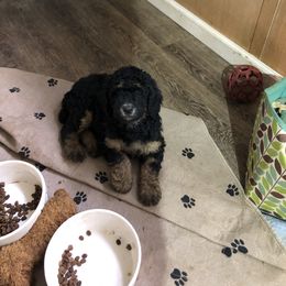 Poodle Puppies from Tails Up Standard Poodles