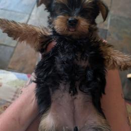 Bell - Black and gold female Yorkshire Terrier puppy in East Alton, Illinois from Yorkies of the Shire