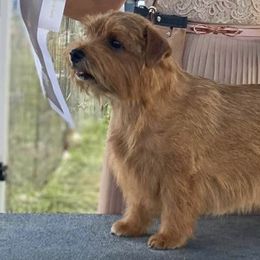 Norfolk Terriers from Choptank Norfolk Terriers