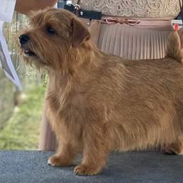 Norfolk Terriers from Choptank Norfolk Terriers